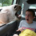 A Donkey Scares a Child in a Car