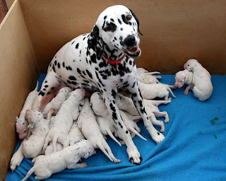 dalmatian dog puppy puppies pets dog hound canine pooch canis bow-wow despicable fellow qen txakurra gos pas hond koer aso koira kutya hundur madra pets huisdieren animaux de compagnie Haustiere de companie husdjur Evcil Hayvan anifeiliaid anwes domace zvali augintiniai alagang hayop domaci zvirata kucni ljubimci animals domestics maskotak