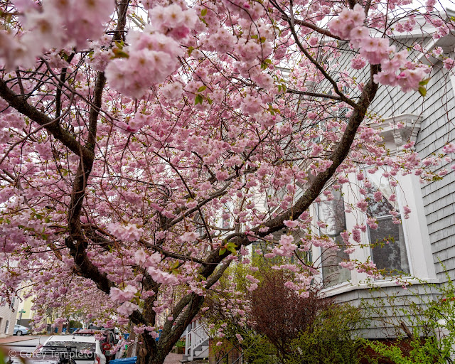 Portland, Maine USA April 2022 cherry blossom tree on Brackett Street in West End.