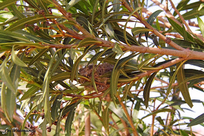 Monachus Monachus Apartments: bird nest in oleander