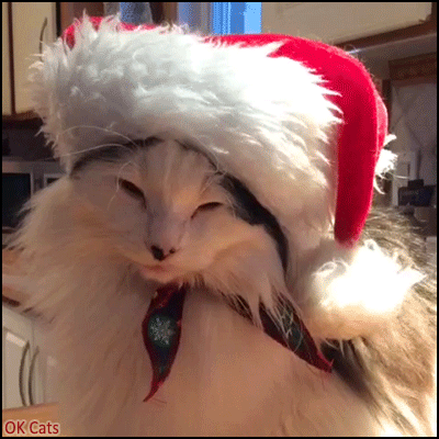 Christmas Cat GIF • Funny Jingle boops on Santa Cat nose but no f*cks given haha [ok-cats.com]