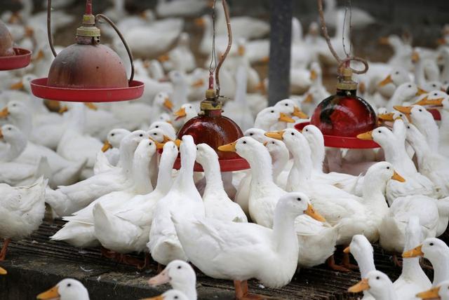 CV.SAHABAT TERNAK KEDIRI seputar harga bebek/itik siap telur di Tahun 2020: Jual DOD bebek Peking F1