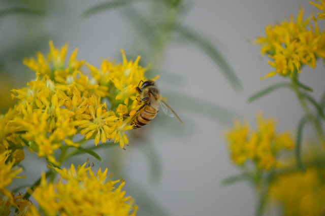 bee photography, amy myers, amy myers photography, small sunny garden, desert garden, rabbitbrush, ericameria nauseosa