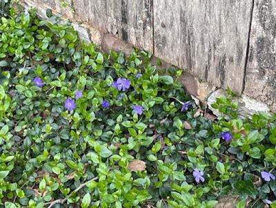 Green leaves and purple flowers of periwinkle against rough wooden siding