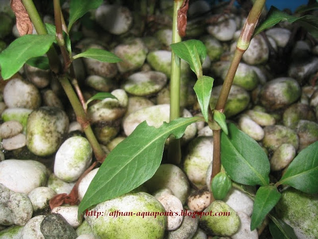 laksa plant. from matured plants about