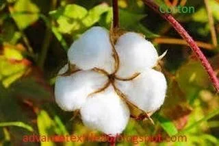 Cotton fiber