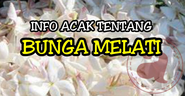 Info Acak Tentang Bunga Melati