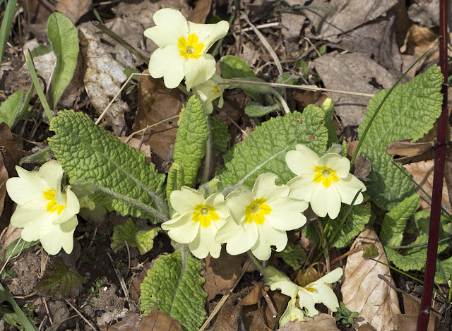 Primrose, Primula vugaris.    Burnt Gorse, High Elms, 20 April 2013.