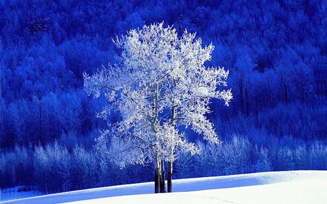 Foto met bomen in een bos met sneeuw