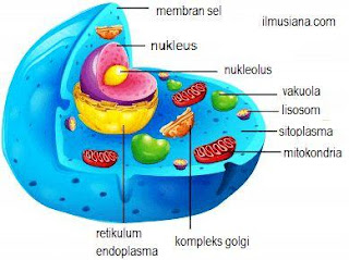  Materi jernih yang berada dalam membran plasma dinamakan  Sitoplasma dan Fungsi Sitoplasma