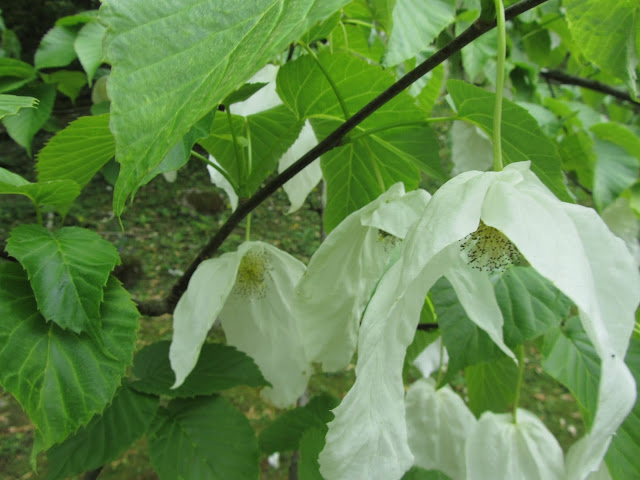 Fioritura Davidia involucrata