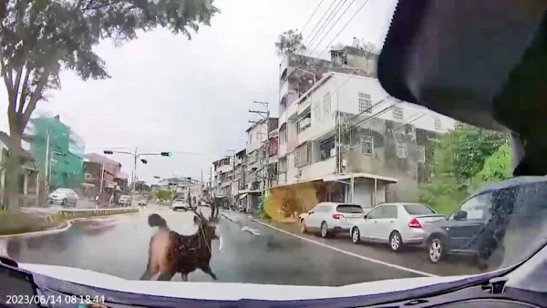 ▲日前有民眾駕駛自小客車行經彰化市彰南路時，突然出現一隻水鹿正準備跨越中央分隔島，所幸未發生車禍，彰化縣長王惠美關心水鹿出沒情形，現行針對水鹿出沒頻繁路段已樹立告示牌，提醒用路人注意有水鹿出沒。（記者林明佑翻攝）