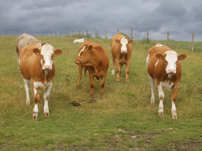 The-Cows-Want-Their-Milk-Back_Digimax_U-CA_Kenox