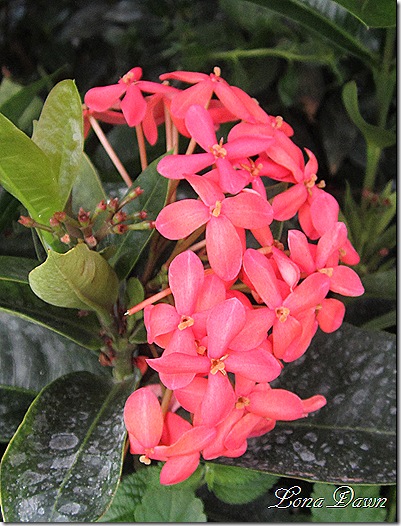 LG_Tropical2