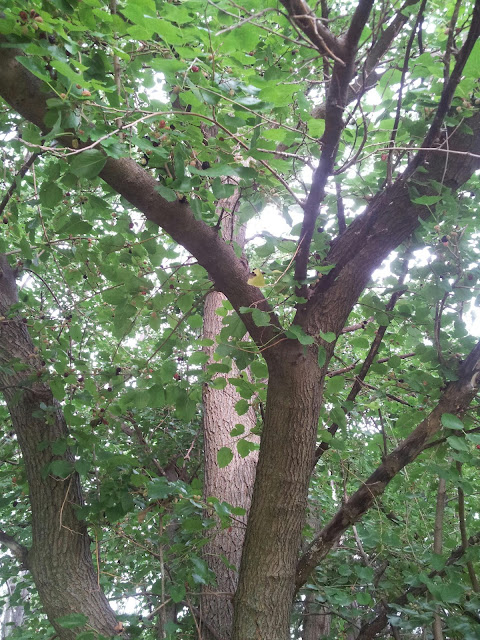 Mulberry Tree, with berries on it. 