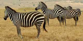 zebras