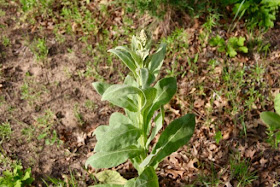 unidentified "weed" -- common mullein(?)