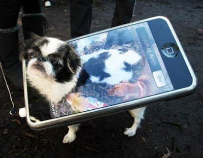 Crazy Halloween Costume for Dog Seen On www.coolpicturegallery.us