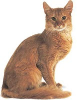 somali cat info pets kitten animal domestic