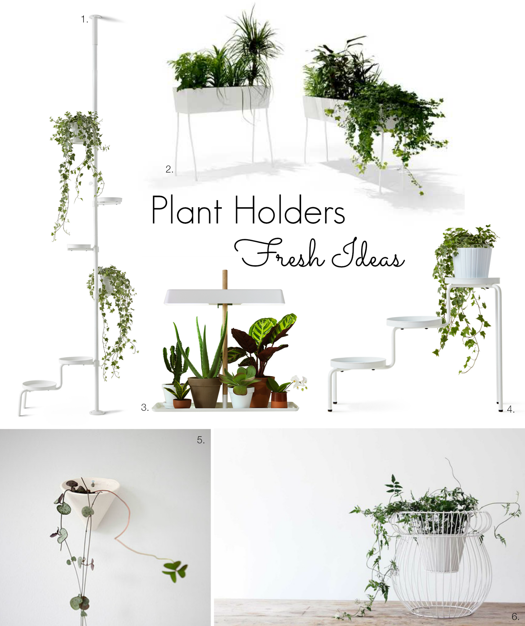 T D C Indoor  Plants  Fresh Ideas