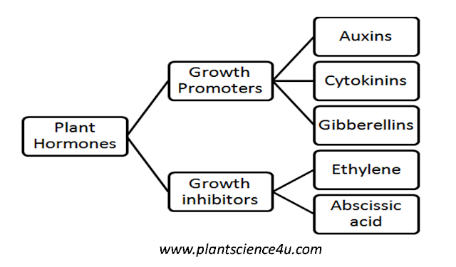  Phytohormones (Plant Hormones)