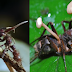 These mind-controlling fungus that infected the brain of the ant shows why zombie apocalypse still possible