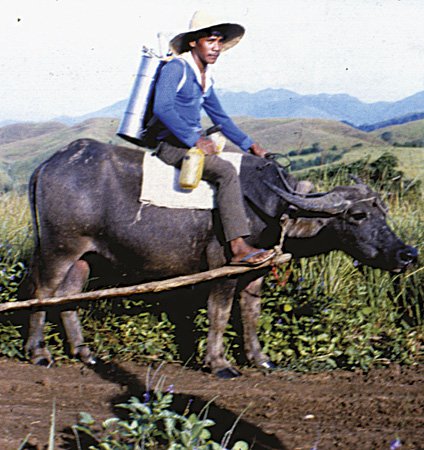 Gaddang farmer riding carabao