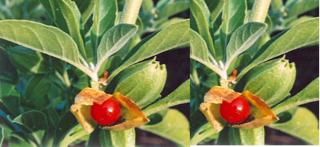 Ashwagandha In Combination With Other Herbs Plants and Dosage of Ashwagandha 