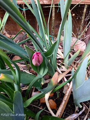 March 29, 2022 Early pink tulip bud, photo ©Tina M.Welter