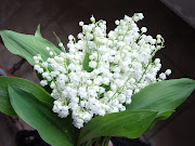 manifesté par ce petit bouquet de muguet. Plus que jamais, les semaines qui . (muguet)