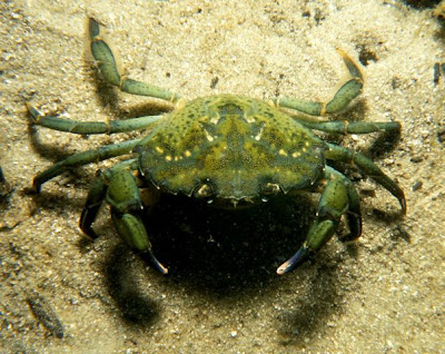 Europe Green Crab