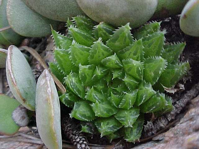 Haworthia helmiae