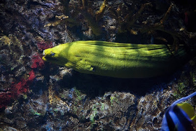 moray-yellow_eel_sea