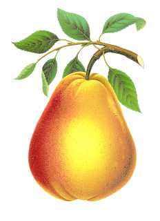 Vintage pear fruit illustration digital clipart download