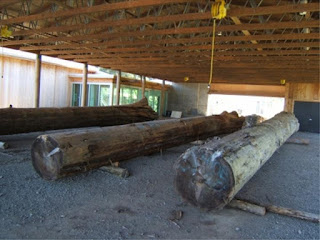 as much as they loved hosting us, the Haida nation had to get back to work: logs that would later be turned into long boats replaced our gear