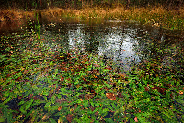 Mare aux Pigeons, Gorges de Franchard, Fontainebleau.