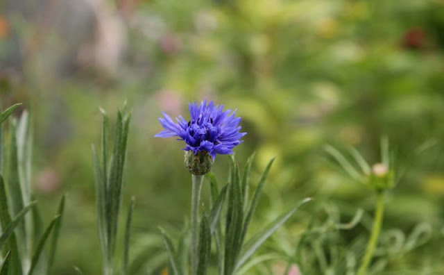 Cornflower Flowers Pictures