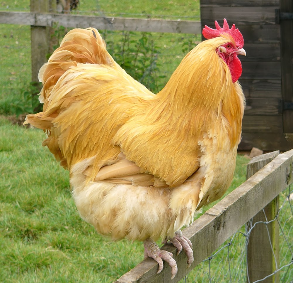 buff orpington chickens, buff orpington roosters, raising buff ...