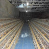 Overcome Stress In Quails