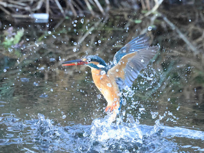 カワセミの水面飛出し1-1/2 黒目川Canon EOS R7にて撮影