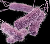 Bakteri Salmonella non tifoid