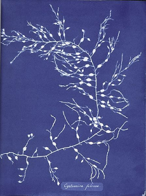 plate from Anna Atkins' Photographs of British Algae cyanotypes