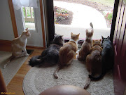 Click the Pics fo View Large Funny Pictures of Cats (funny pictures of cats hanging out at the window)