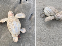 Rare white sea turtle found on South Carolina beach in USA.  