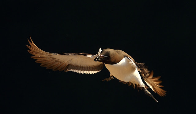 Flying Penguin