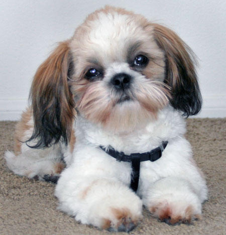 Dogs Hair Cuts on Shih Tzu Dog S Coat Grows Quickly So You Are Going To