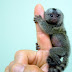 Finger Monkeys: οι....."δαχτυλομαιμούδες"!!!  PHOTOS!!!