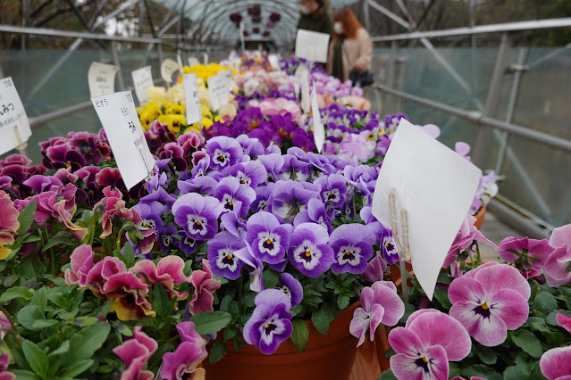 鳥取県西伯郡南部町鶴田 とっとり花回廊 パンジービオラ展