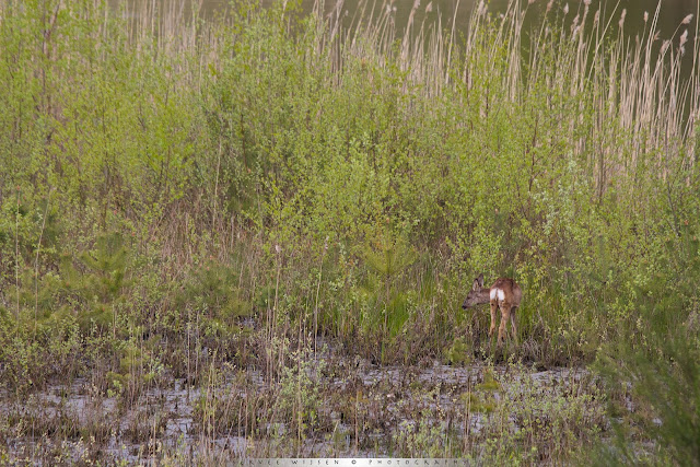 Ree op de plaats van bestemming, waar het verse voedsel groeit... - Roe Deer on location, where the good food is... 