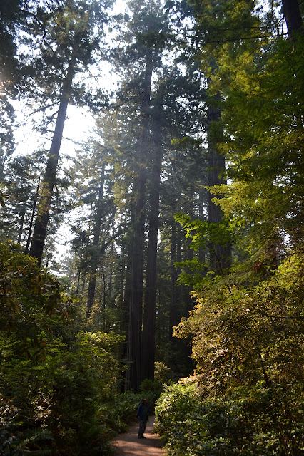 thin and tall along the trail